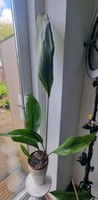 VERIGATED ASPIDISTRA ELATIOR