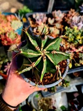 Astrophytum Ornatum - The