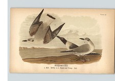 1890 Bird Colored Lithograph