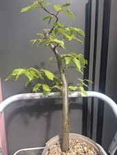 Part trained hornbeam - part,
