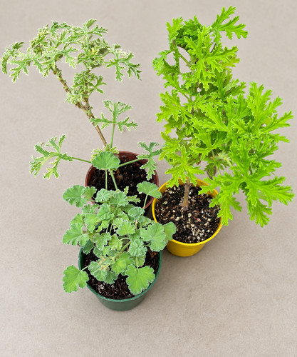 Potted scented pelargonium - potted,