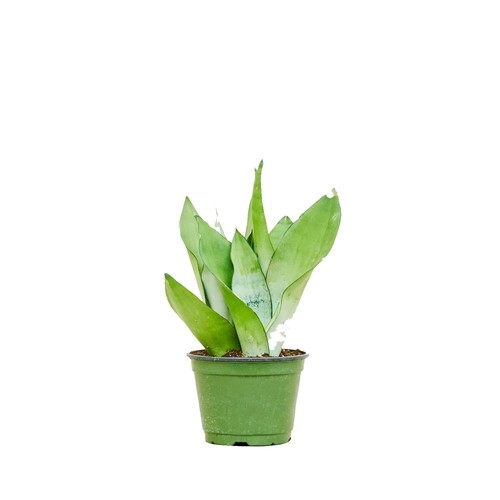 Plant nook snake - plant,