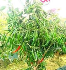 🌼 Indian Bangladeshi Best