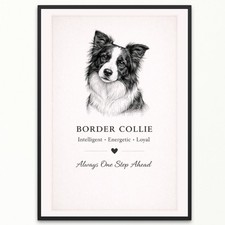 Border Collie Dog Wall Print