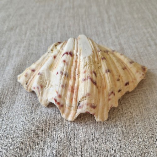 Large bear paw clam shell - large,