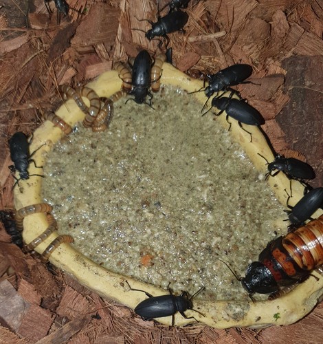 Bug grub feed for feeder - bug,