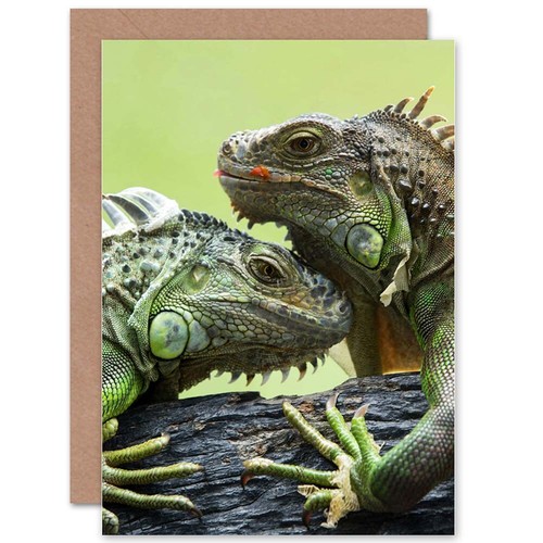 Iguana lizard reptile animal - reptile,