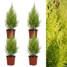 3x Dwarf Conifer Cupressus