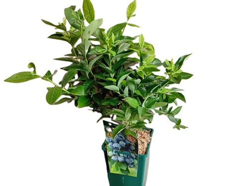 Chandler blueberry plant - blueberry,