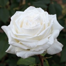 White ROSE Polar Star -