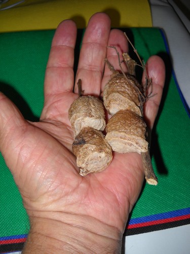 Praying mantis egg - 4,