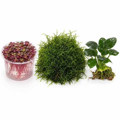 Shrimp tank plant - tank, bundle