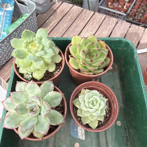 Mixed succulent collection - , of