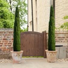 Pair of Italian Cypress Trees 60-80cm Tall Ornamental Trees in 14cm Pots