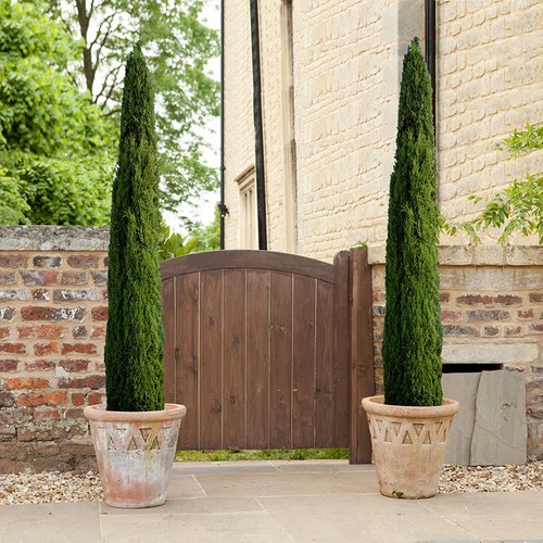 Pair italian cypress trees - pair,
