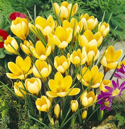 25x golden crocus - golden,