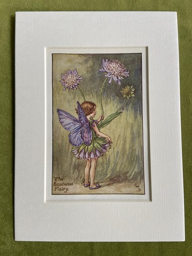 Scabious flower fairy - flower,