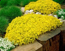 Yellow Stonecrop - 300 seeds -