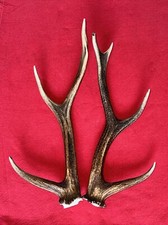 PAIR OF SIKA DEER ANTLERS