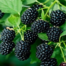 20 BLACKBERRY BUSH SEEDS
