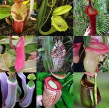 Nepenthes Veitchii (Striped Murund x Candy) - Carnivorous Plant seeds