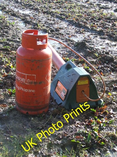 Photo 6x4 scatter bird - scatter, mark