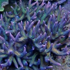 Ponape Birdsnest SPS Coral