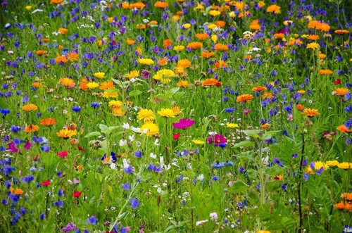 Pure wild flower mix premium - flower,