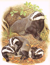 Badger and Cubs Animal Print Picture Vintage 1983 MOBAE#109