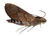 LEPIDOPTERA, SPHINGIDAE