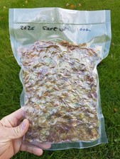 🇬🇧UK GROWN 2025 HARVEST ORGANIC SANTIAM HOPS WHOLE CONES 100G BREW BEER ALE