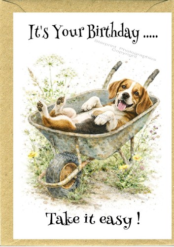Beagle dog birthday card x - birthday, (4"x