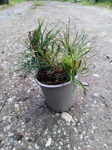 Pinus mugo pumilo dwarf - mugo,
