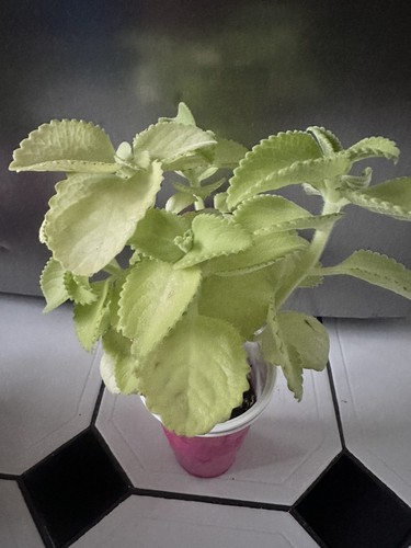 Plant sale spanish - sale*****,