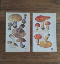 Botanical Prints Mushrooms