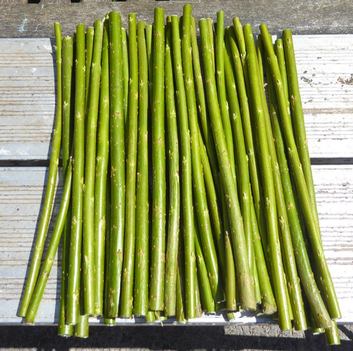 30cm hybrid willow - 50,