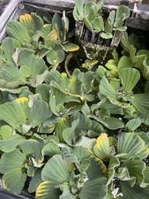 2 x Large Pond Water Lettuce, Live Plants.