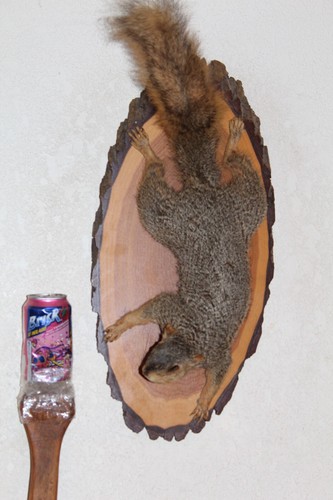 Taxidermy squirrel chipmunk - taxidermy,