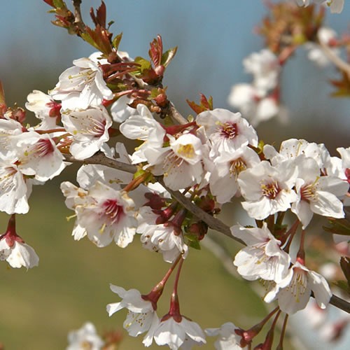 Prunus incisa kojo - incisa, kojo-no-mai