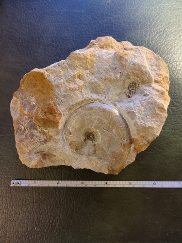 Large fossil ammonite - fossil,