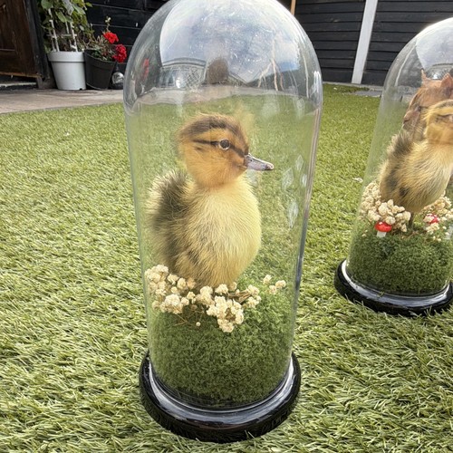Taxidermy duckling standing - duckling,