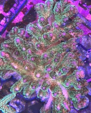 Multicoloured Pocillopora SPS