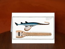 Saw-Fish (Embrio Squali
