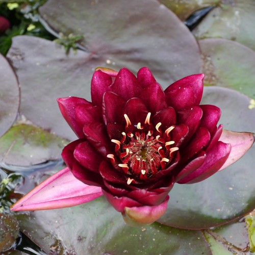 Nymphaea burgundy princess - nymphaea, princess'