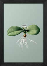 Massonia Pustulata on Mint