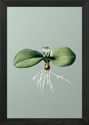 Massonia pustulata mint - on,