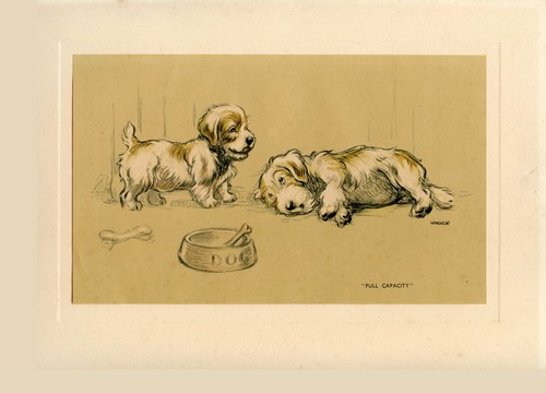 Sealyham terrier dog full - sealyham,