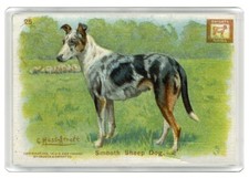 COLLIE SMOOTH VINTAGE SODA