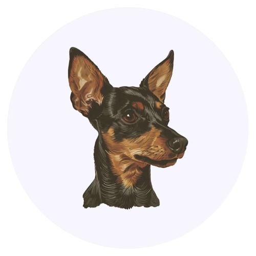 Miniature pinscher - 24, x