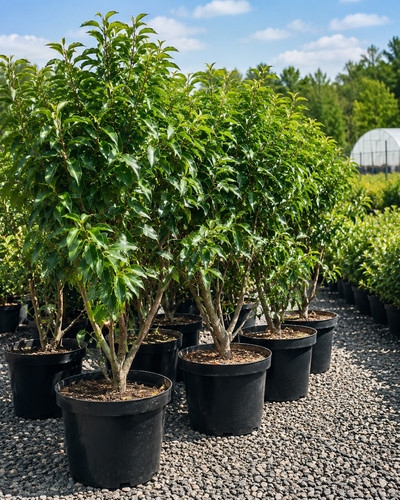 Portuguese laurel myrtifolia - portuguese,